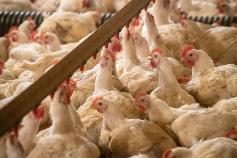 Five people infected as bird flu appears to go from cows to chickens to humans